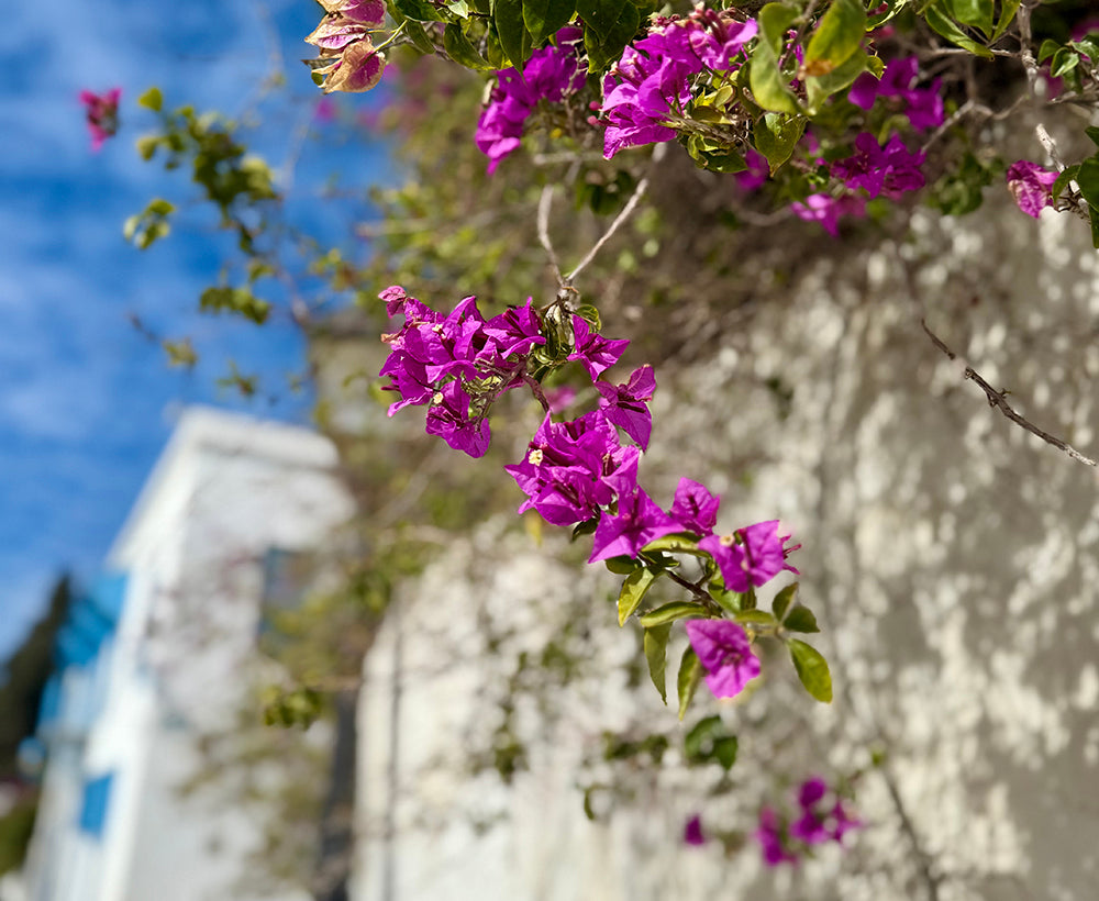 Bougainvillea in a Mediterranean Street 