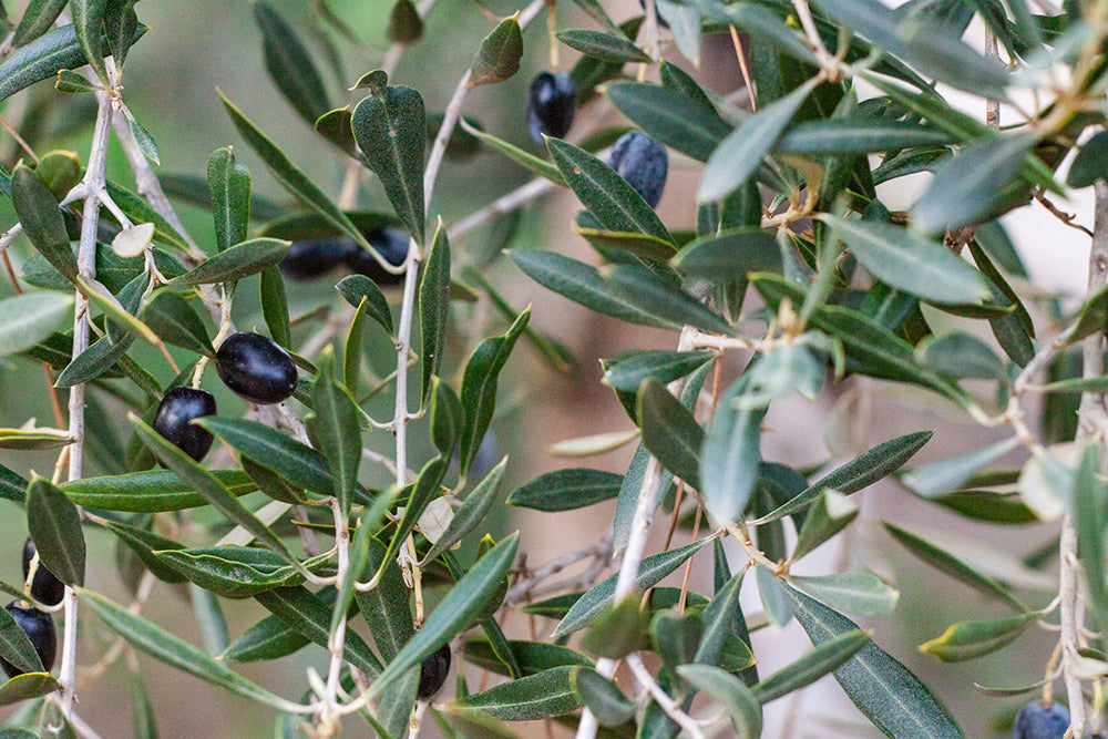 mediterranean olive tree