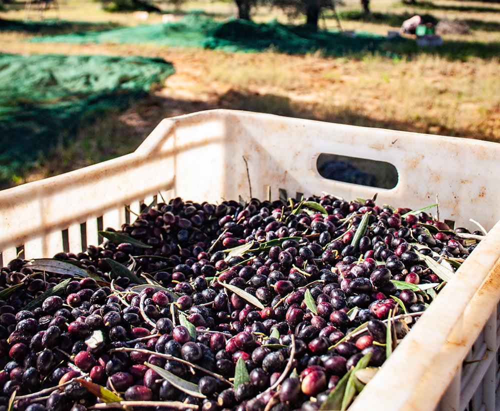 Bucket of Tunisian Olives